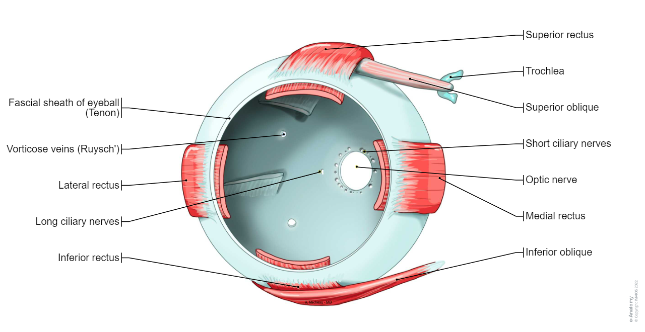 Fascial sheath of eyeball (Tenon) - Extraocular muscles; Extrinsic muscles of eyeball: Superior rectus, Inferior rectus, Medial rectus, Superior oblique, Trochlea, Inferior oblique