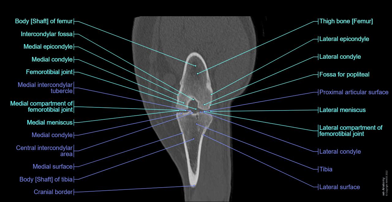 Anatomy of the canine stifle joint on CT imaging : Joints, Bones