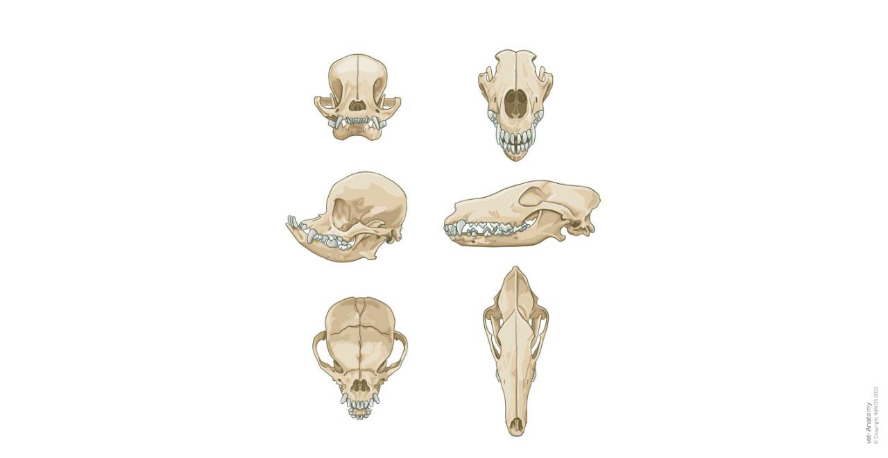 Cranium - Dog - Osteology