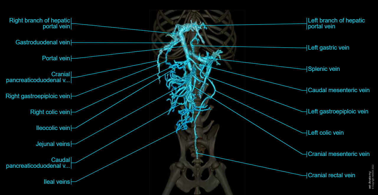 Dog - Portal vein - Splenic vein - Cranial mesenteric vein - Lobar portal veins - Liver