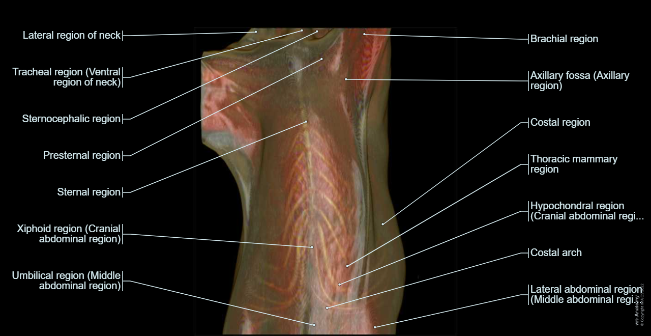 Dog -Surface anatomy: Body parts/ Regions (Pectoral regions, Presternal region, Thoracic mammary region, Costal arch, Xiphoid region (Cranial abdominal region))