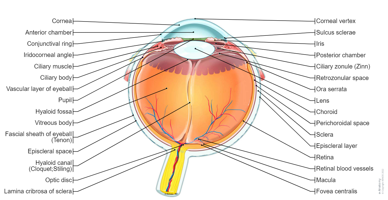 Eyeball/Eye - General Anatomy: Anterior chamber, Iridocorneal angle, Posterior chamber, Vitreous body, Cornea