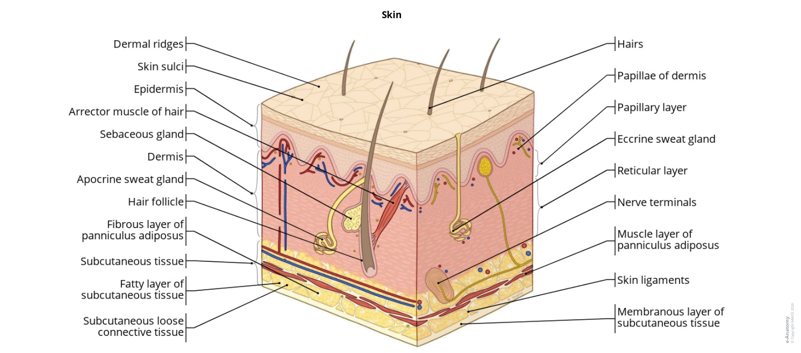Anatomy atlas of integuments