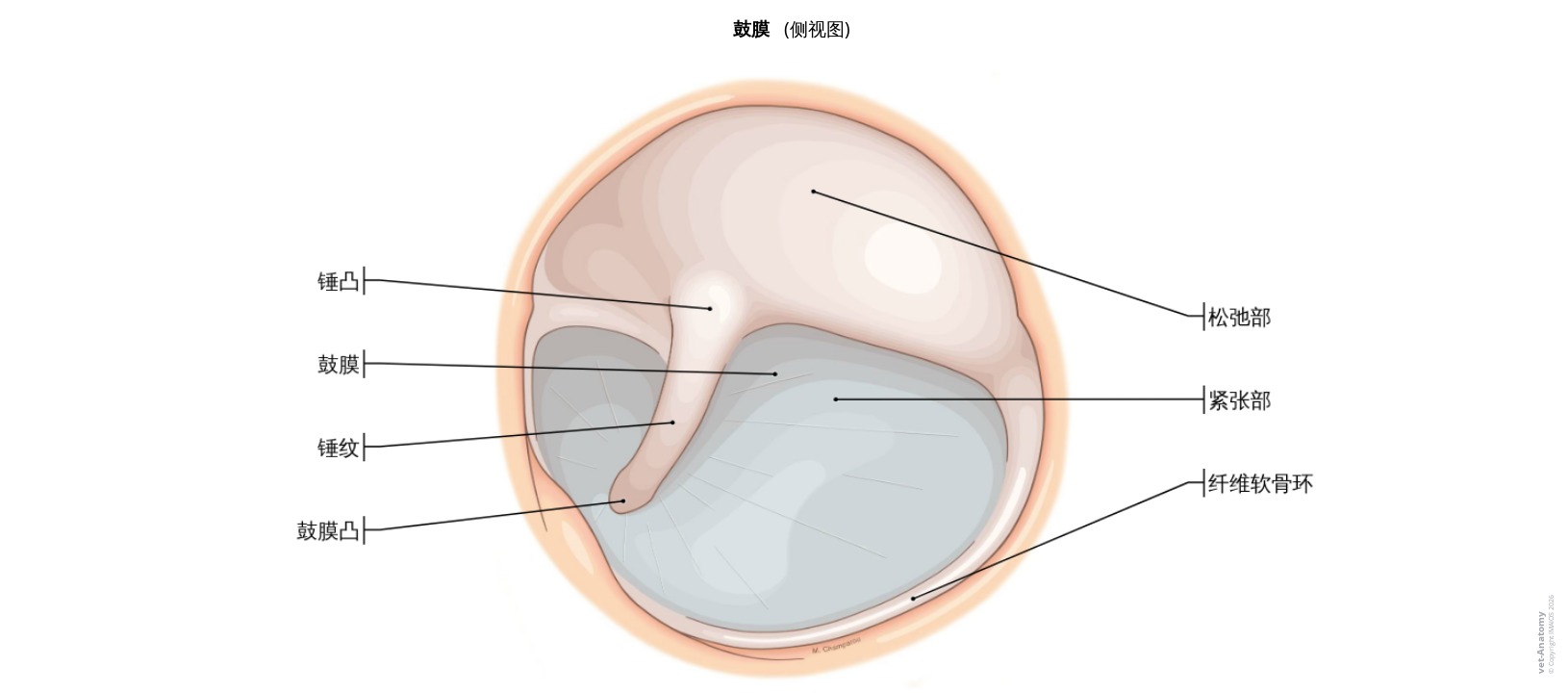 犬鼓膜解剖结构标注图解