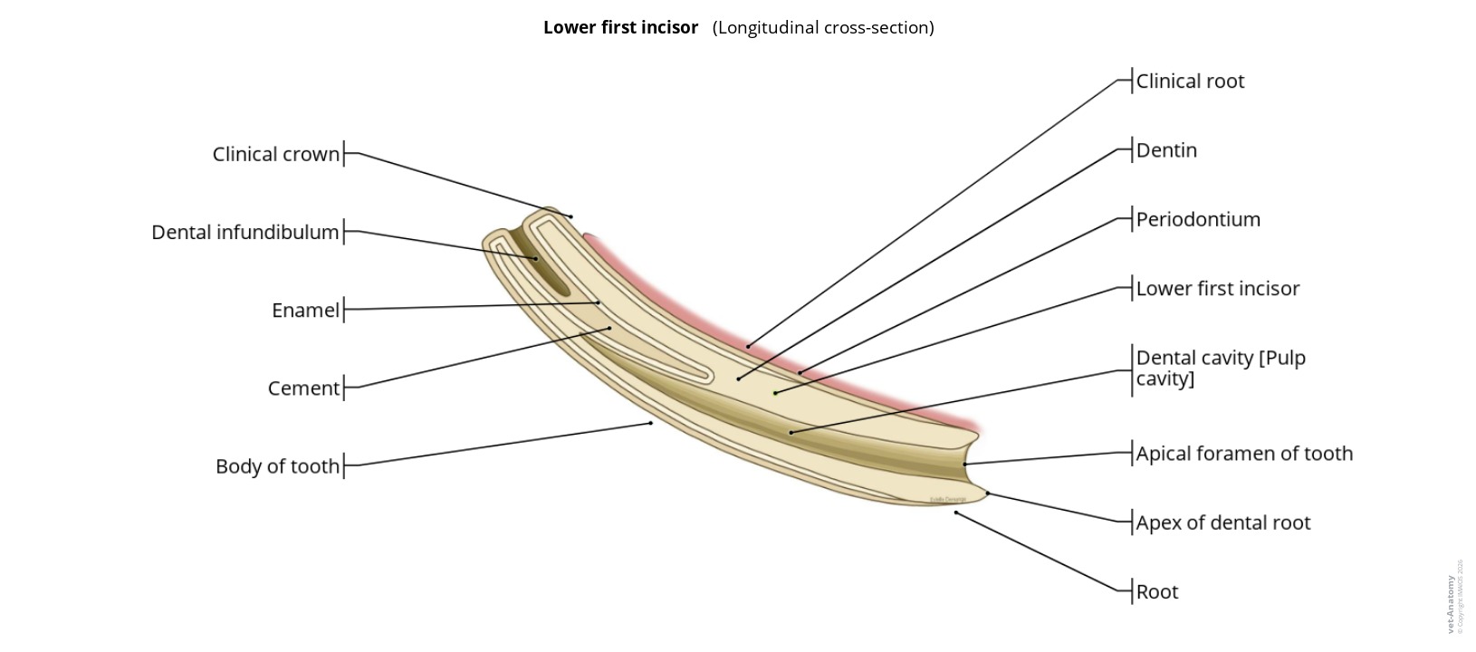 Anatomy atlas of the cross-section of an incisive tooth on a labeled illustration