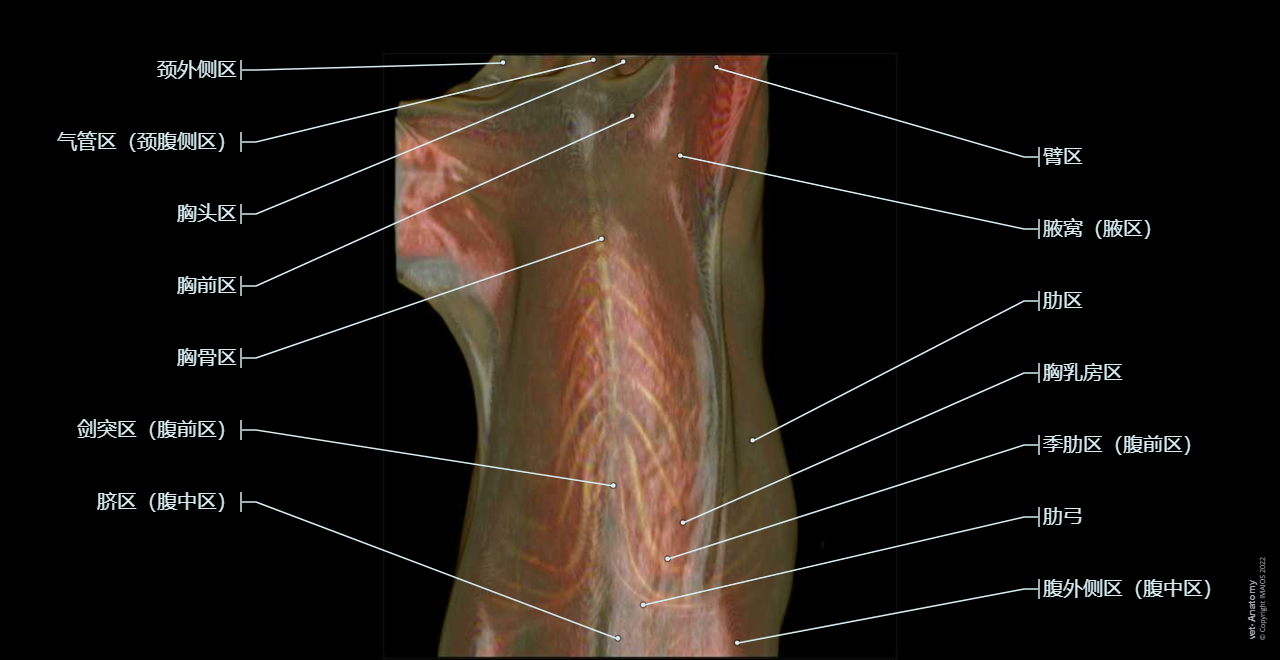 Dog -Surface anatomy: Body parts/ Regions (Pectoral regions, Presternal region, Thoracic mammary region, Costal arch, Xiphoid region (Cranial abdominal region))