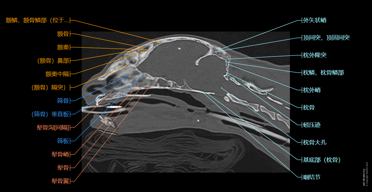 Cat Anatomy atlas: Head - Sagittal - Bones