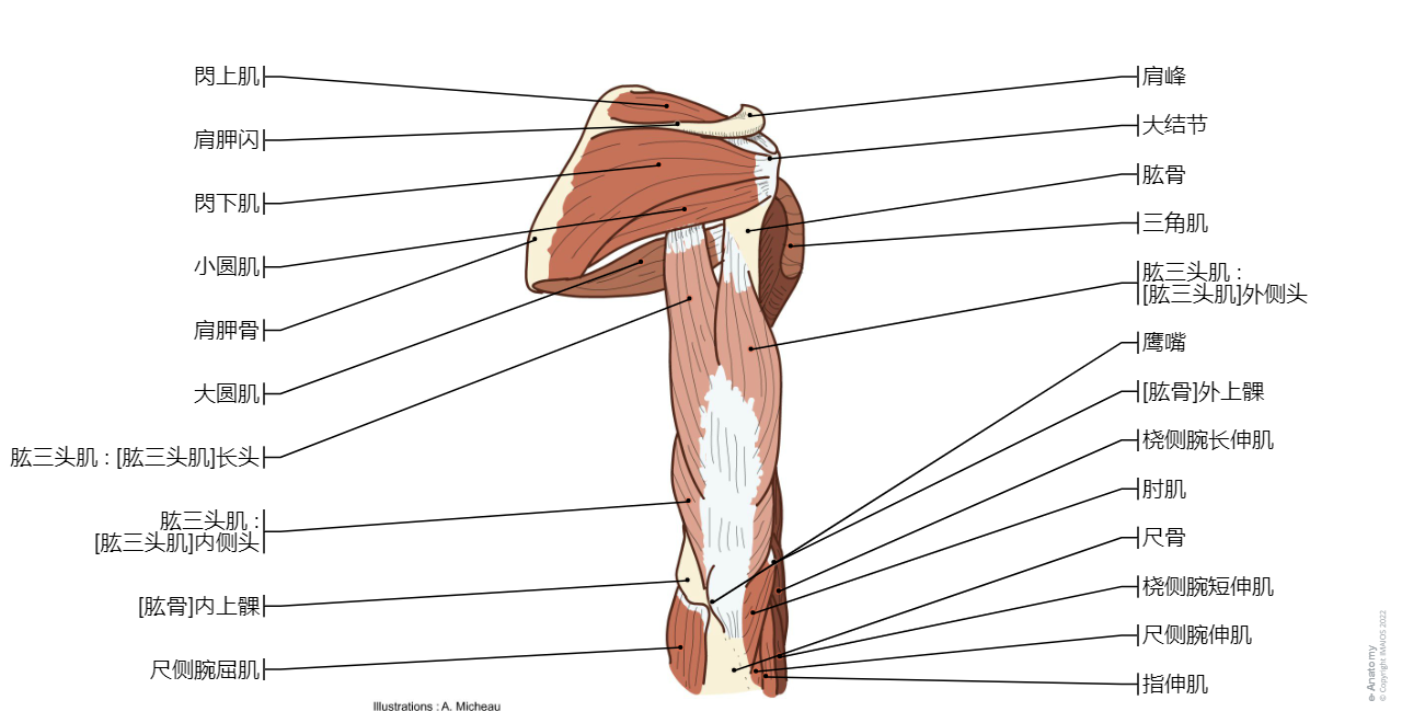 Muscles; Muscular system - Arm - Anatomy (Illustrations) : Supraspinatus muscle, Infraspinatus muscle, Teres major muscle, Teres minor muscle, Deltoid, Triceps brachii, Anconeus