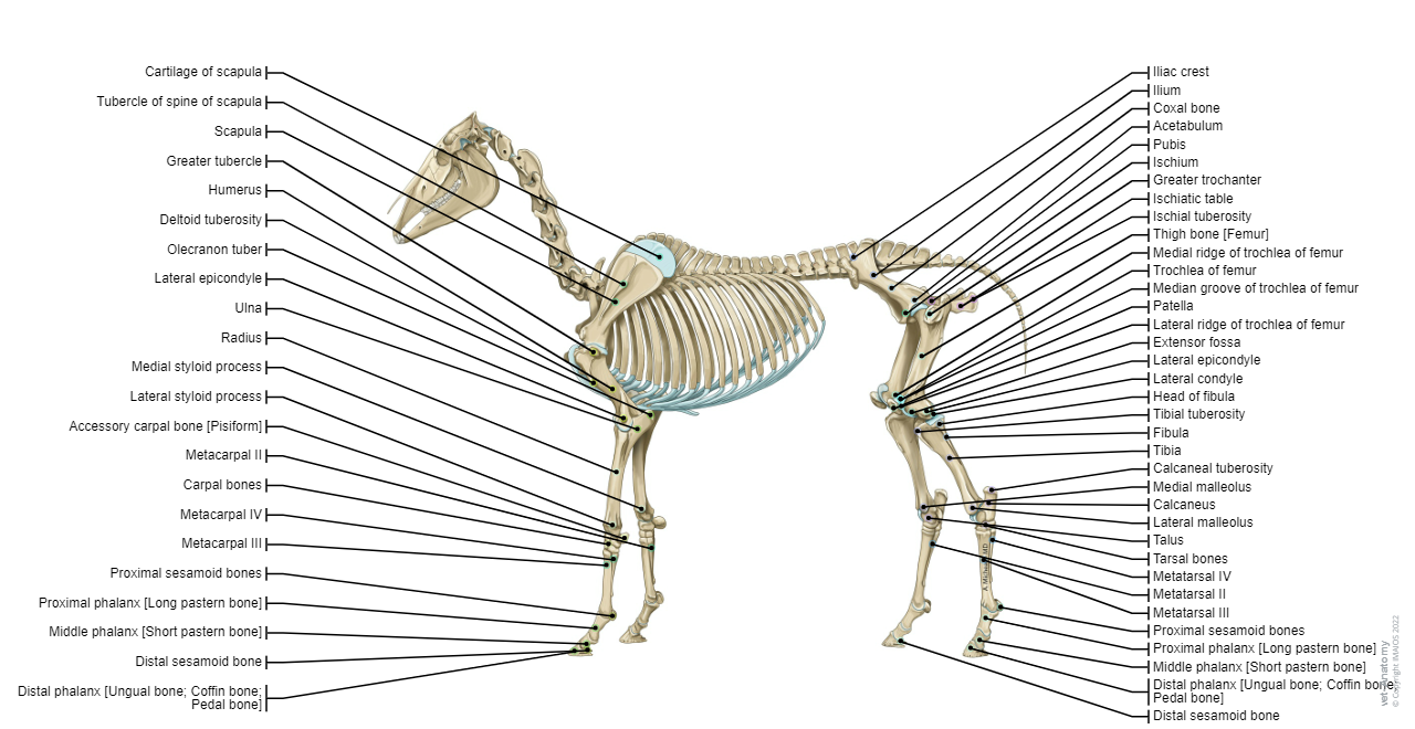 vet-Anatomy: Atlas of equine anatomy: osteology of the horse (skeleton, thoracic and pelvic limbs)