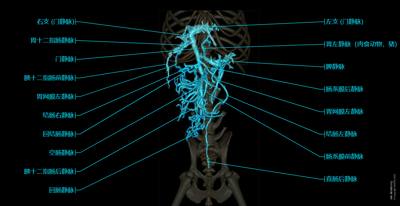 Dog - Portal vein - Splenic vein - Cranial mesenteric vein - Lobar portal veins - Liver