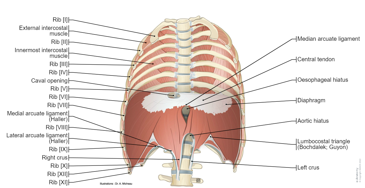 Diaphragm : Diaphragm Lumbar part of diaphragm Right crus Left crus Median arcuate ligament Medial arcuate ligament Lateral arcuate ligament Costal part of diaphragm Sternal part of diaphragm Aortic hiatus Oesophageal hiatus Phrenicooesophageal ligament Central tendon Caval opening Sternocostal triangle Lumbocostal triangle