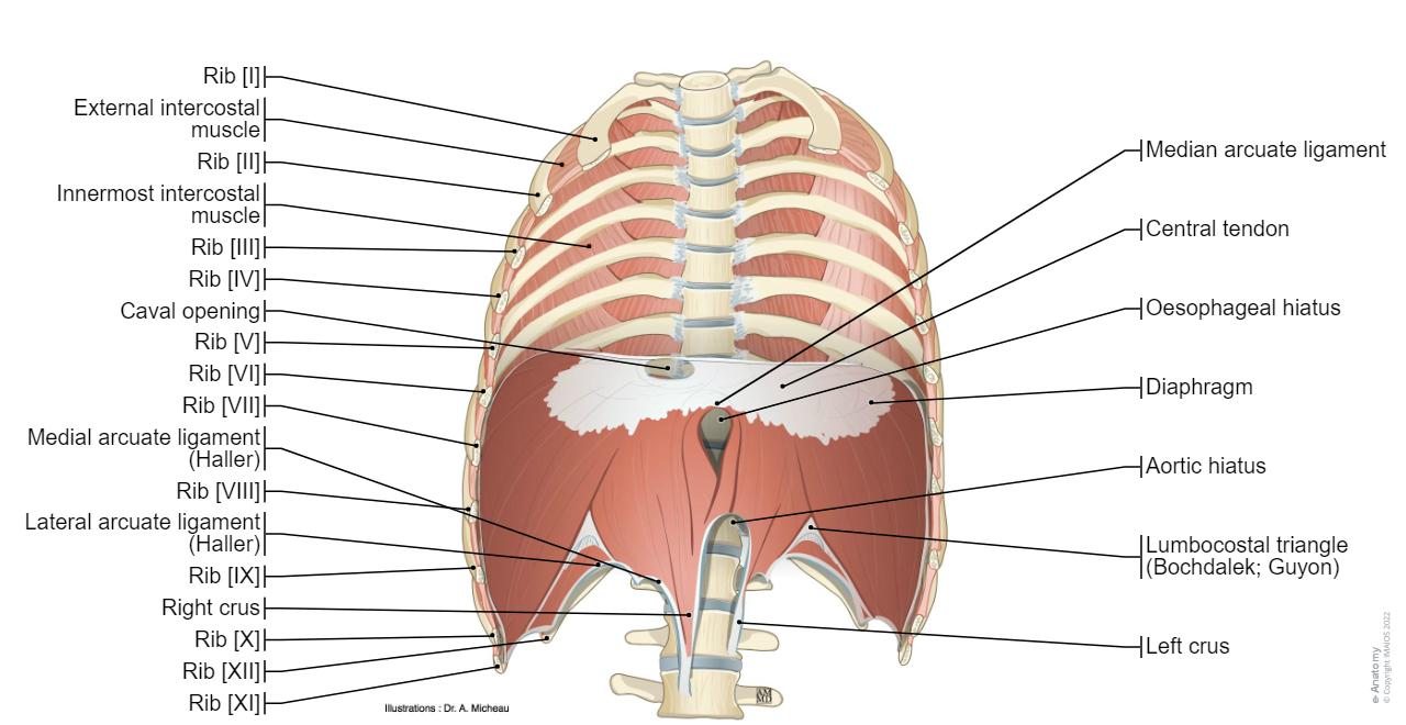 Sternal Triangle Thoracic wall and breast: normal anatomy | e-Anatomy