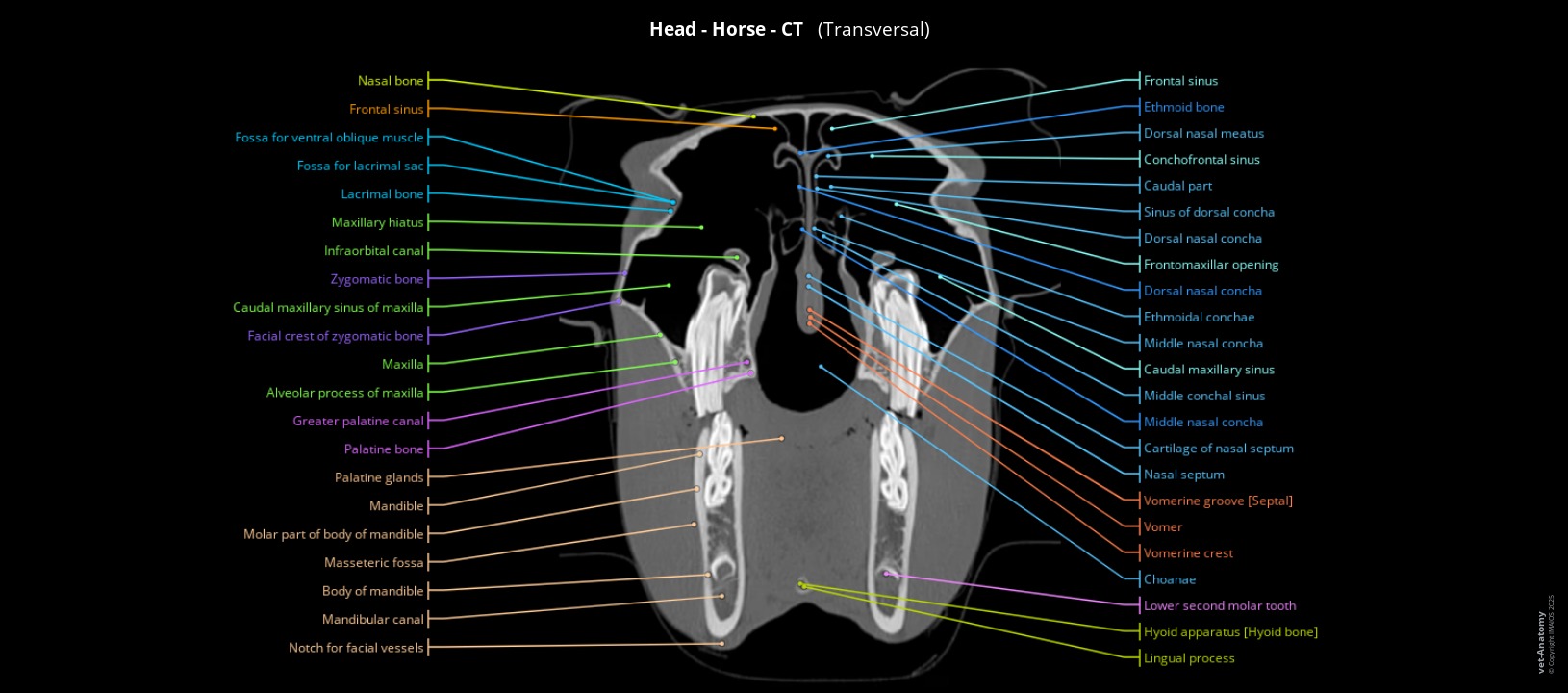 Anatomy atlas of the horse's head