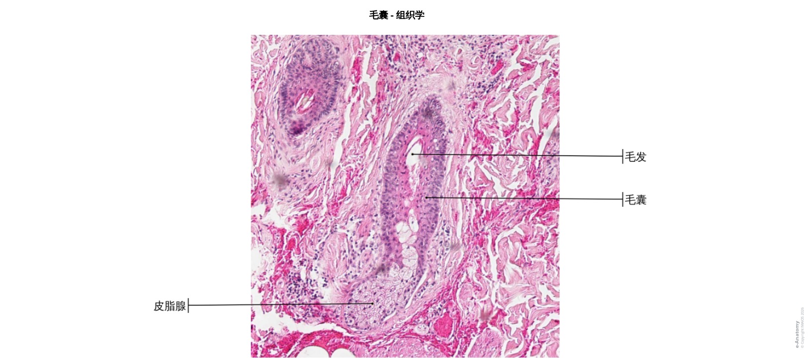 毛囊组织学标注切面