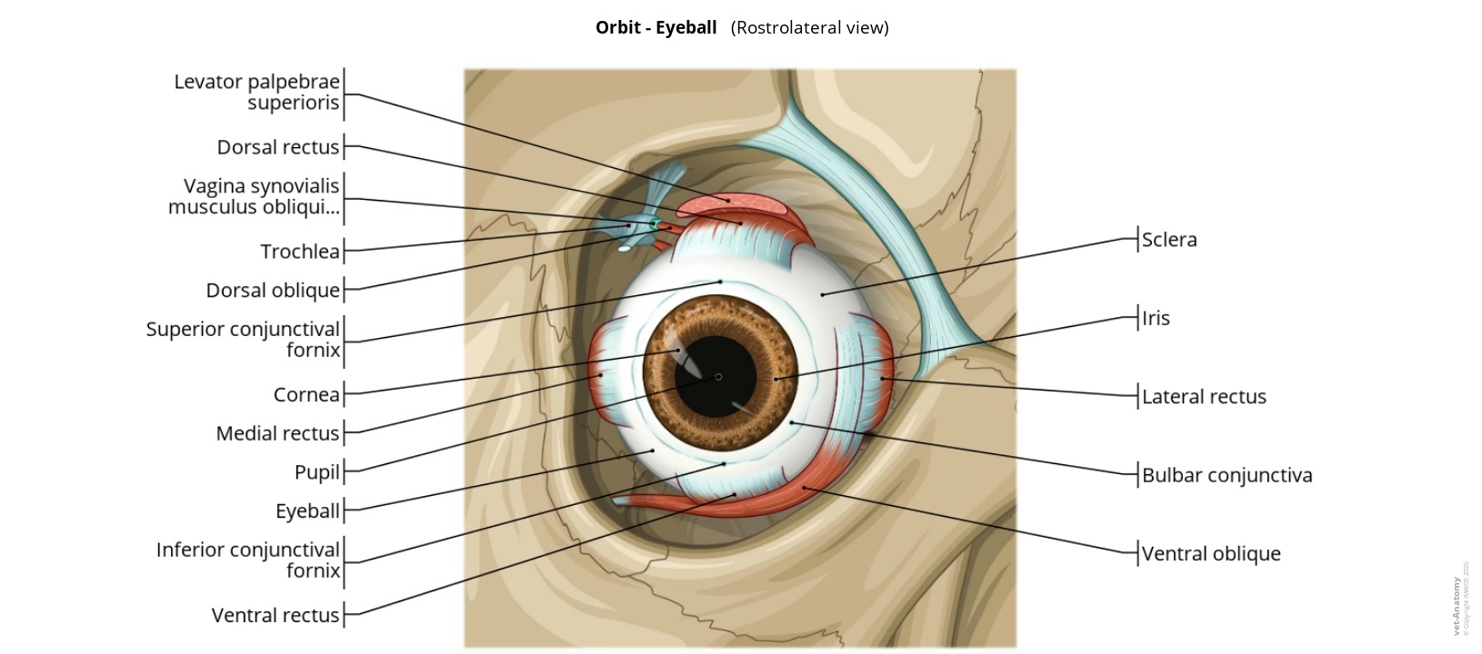 Anatomy Atlas of the eyeball muscles of the dog on a labeled illustration