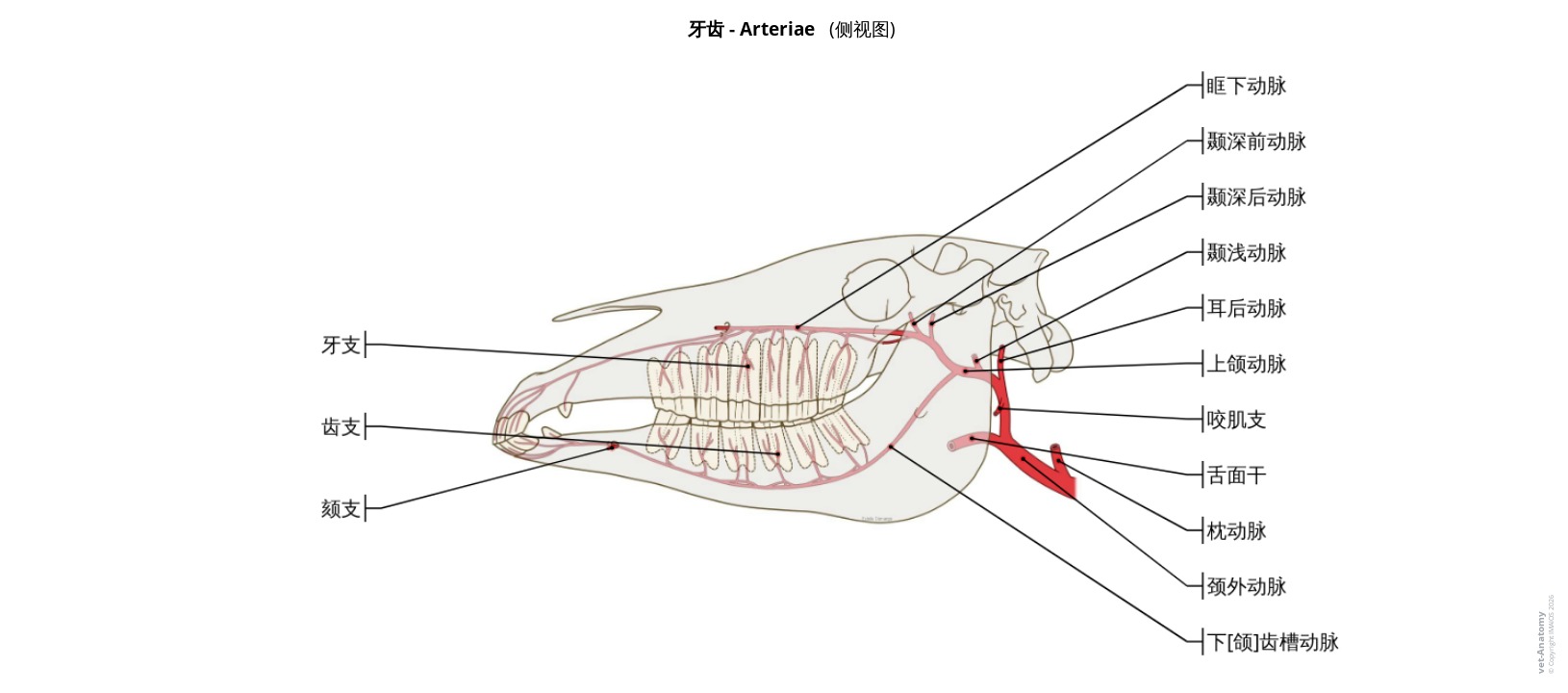 牙齿动脉供血解剖标注图解