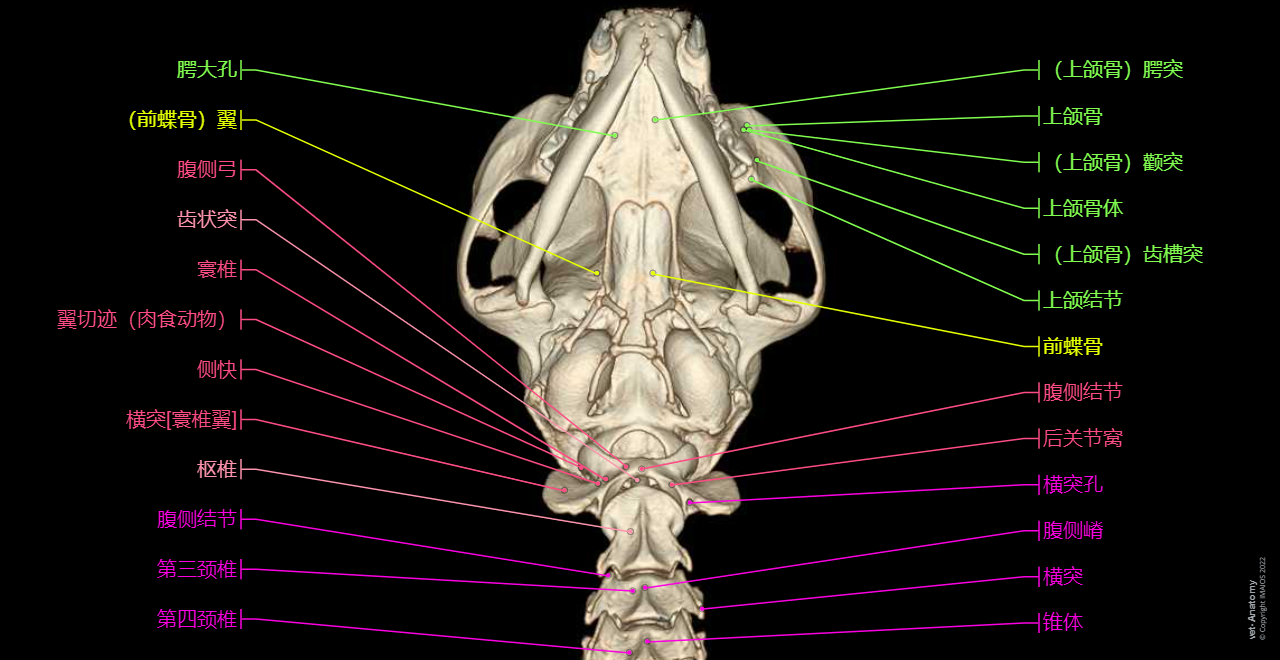 Cat Anatomy atlas: Mandible - Inferior - 3D
