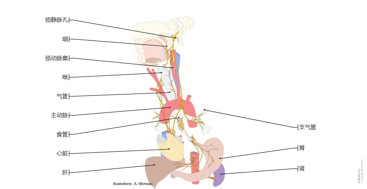 脑神经 图示 : 正常解剖 | e-Anatomy