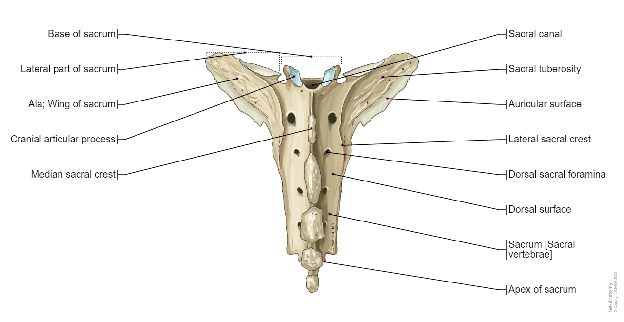 Sacrum [Sacral vertebrae]- (Horse (Dorsal view)