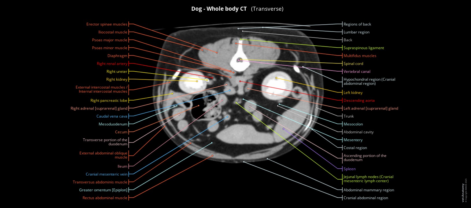 Labelled CT of a dog's abdomen