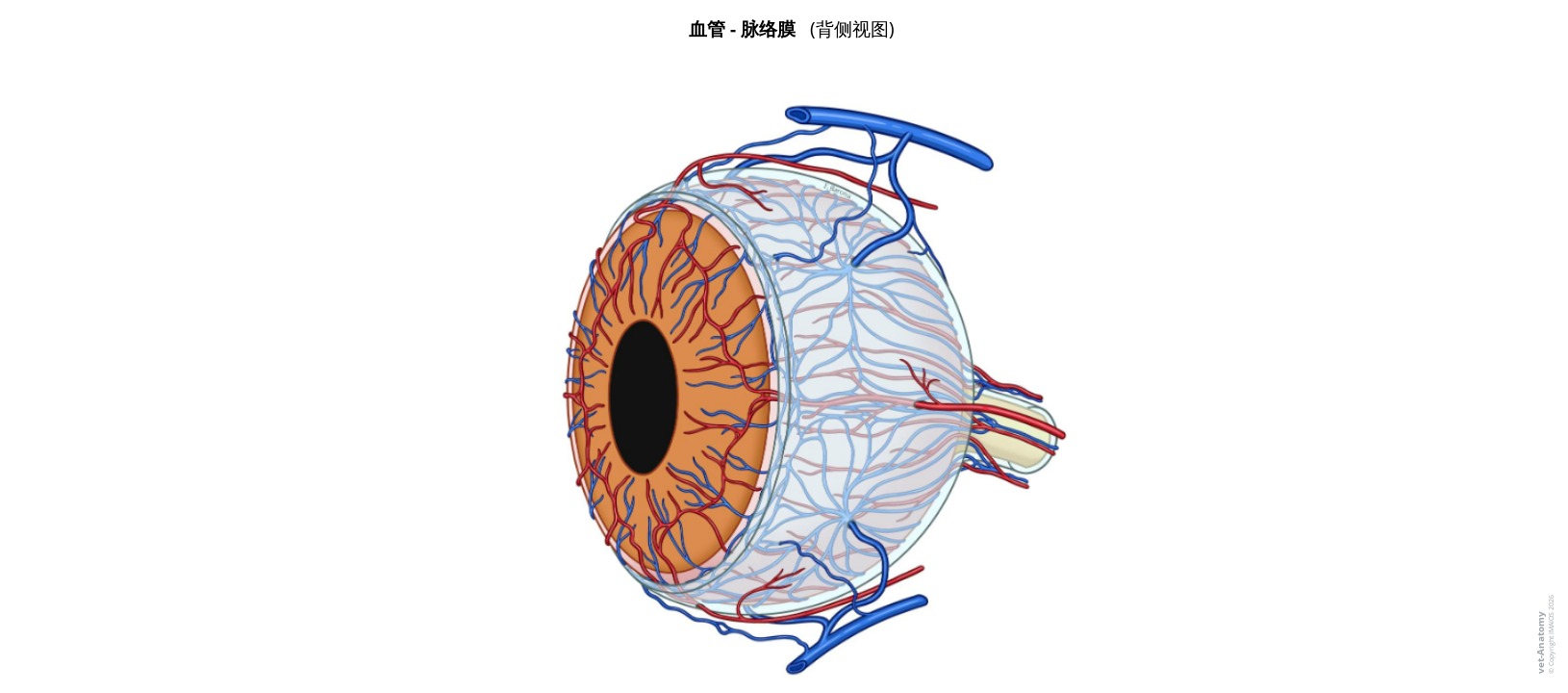 脉络膜血管解剖标注图解