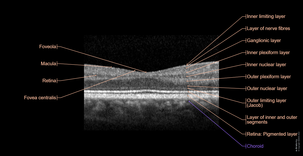 Optical coherence tomography (OCT): Retina, Layer of inner and outer segments, Outer limiting layer, External limiting membrane, Outer nuclear layer, Outer plexiform layer, Inner nuclear layer, Inner plexiform layer, Ganglionic layer, Layer of nerve fibres, Inner limiting layer