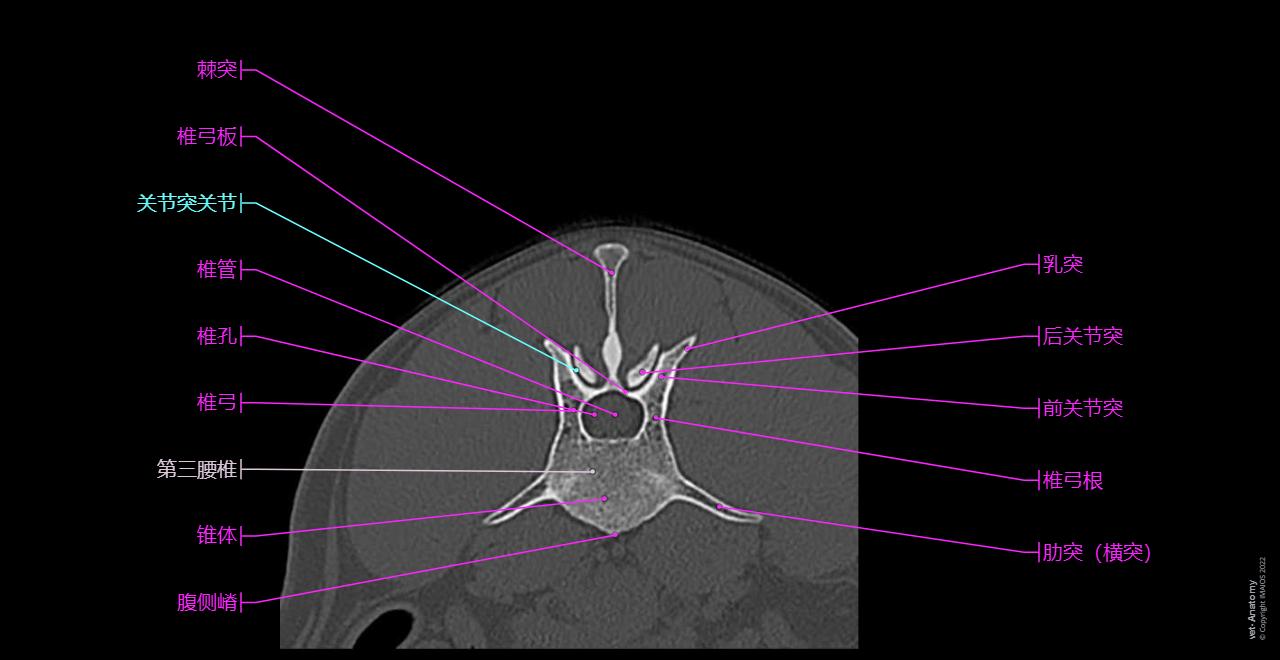 Anatomy of the canine lumbar spine (CT): Lumbar vertebrae, Costal process (Transverse process), Spinous process, Vertebral canal, Pedicle of vertebral arch