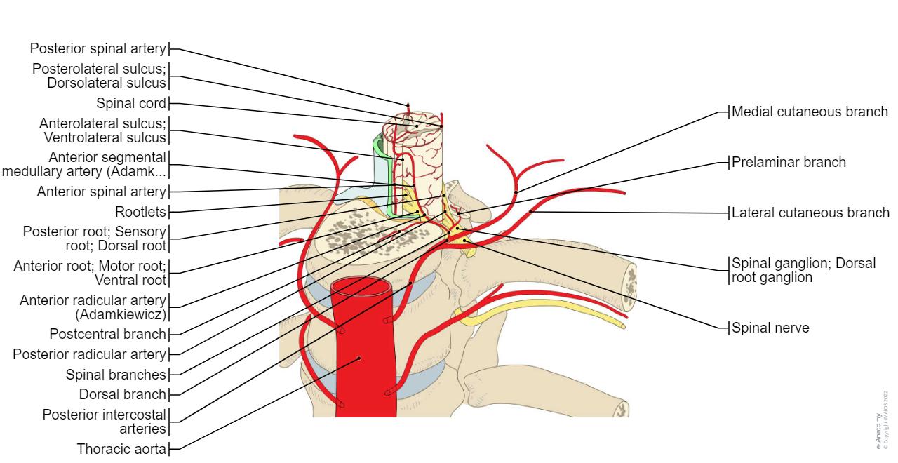 Spinal cord - Arteries - Anatomy : Anterior spinal artery, Anterior segmental medullary artery (Adamkiewicz), Posterior intercostal arteries, Posterior spinal artery