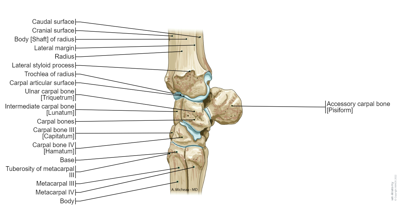 Horse-Veterinary anatomy: Carpal bones
