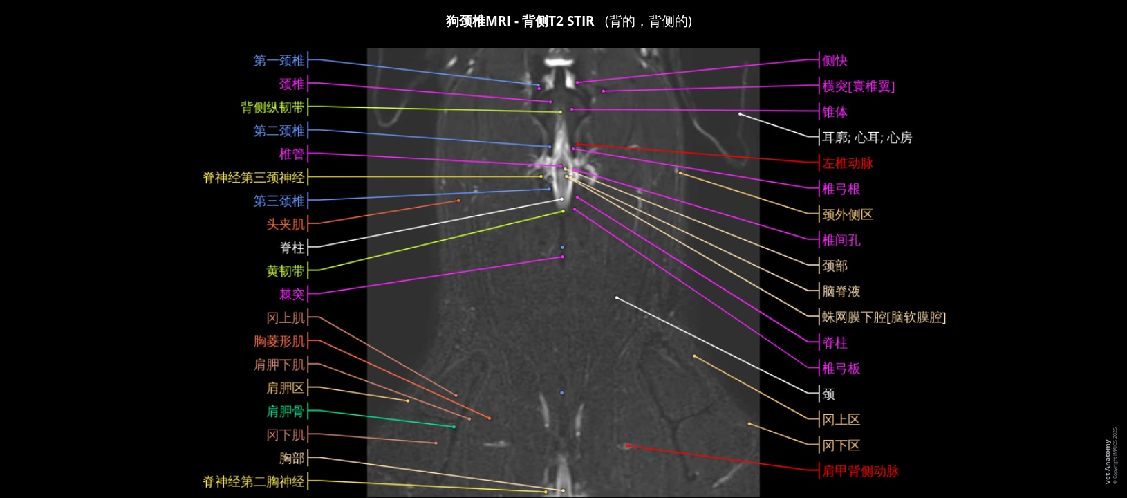犬颈椎磁共振成像