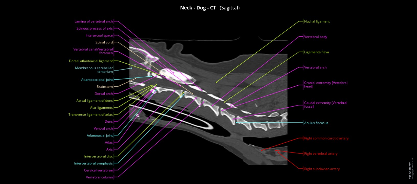 Labelled CT of a dog's neck