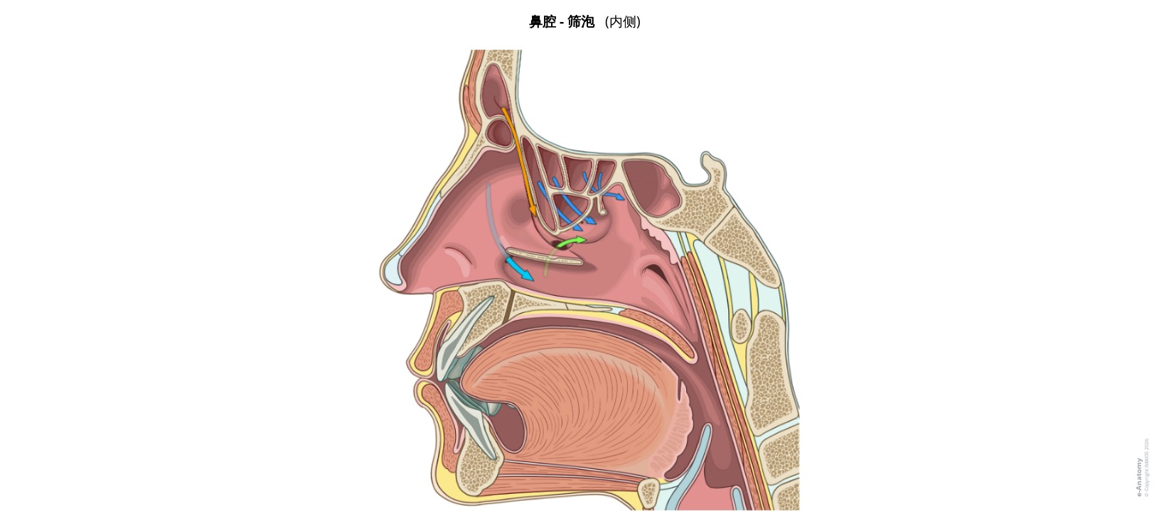 正常鼻腔与筛泡解剖图谱