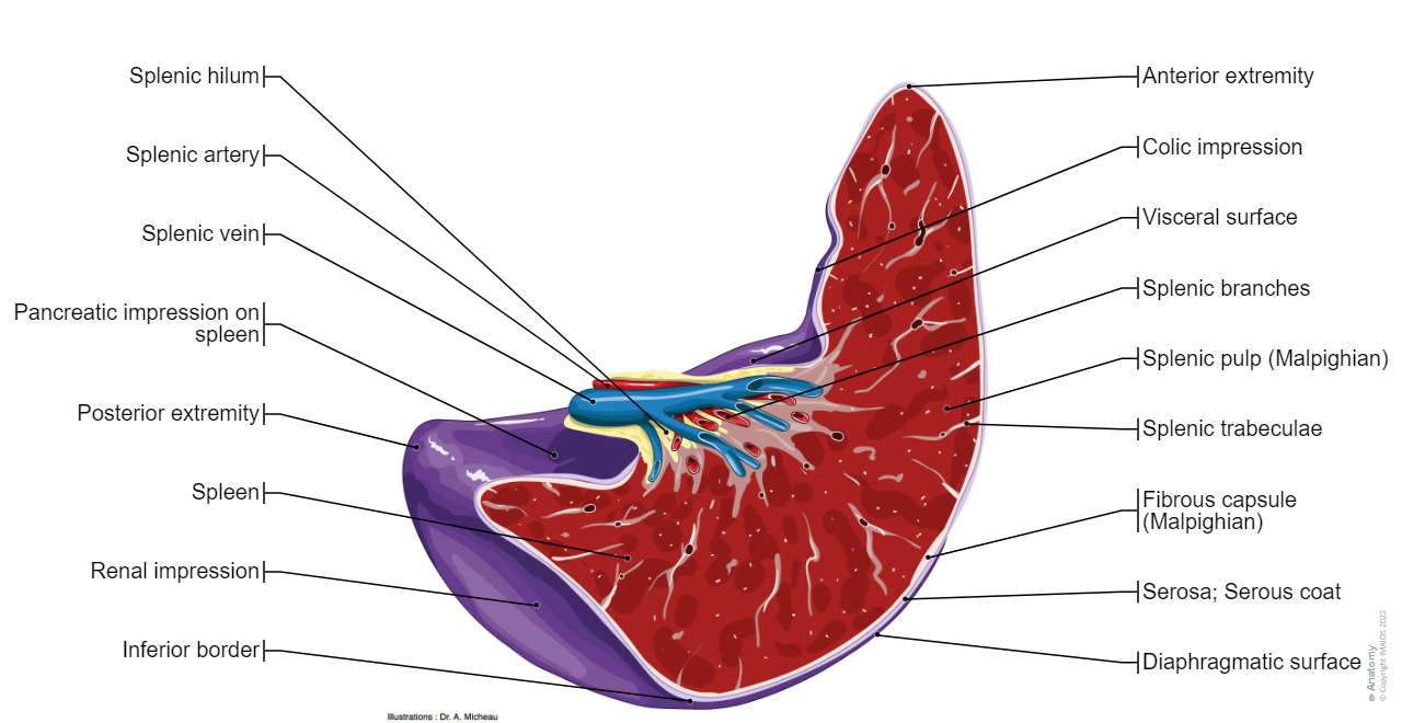 Spleen: Splenic pulp, Red pulp, White pulp, Splenic hilum