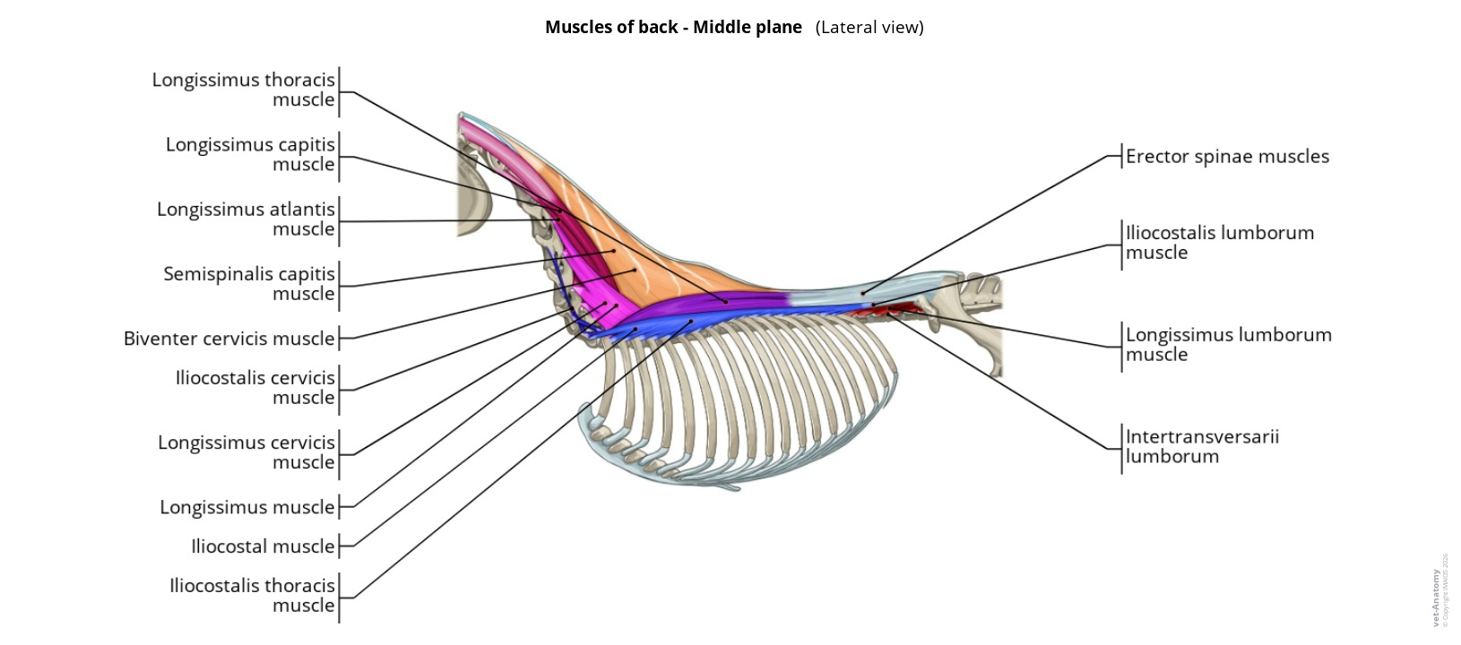 Anatomy atlas of the muscles of the horse back on a labeled illustration