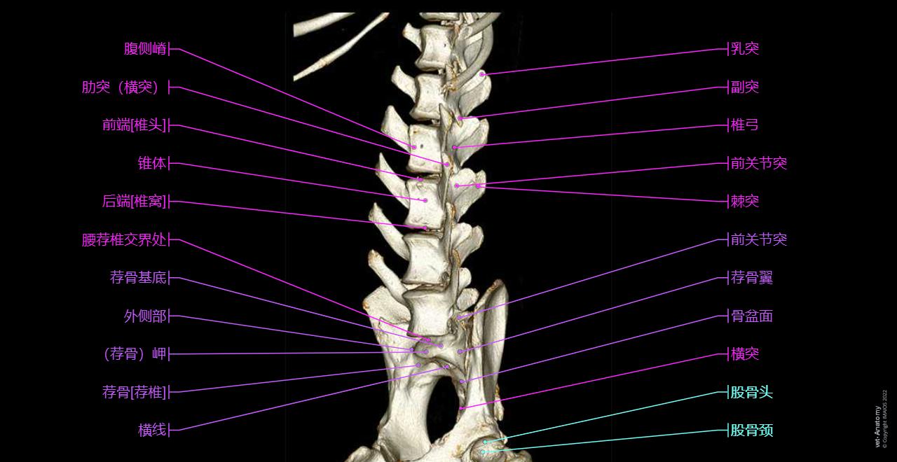 Lumbosacral spine - Dog: Anatomy atlas - 3D