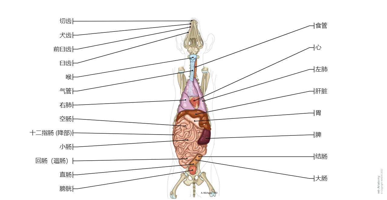 Dog - Thorax/Abdomen/Pelvis: Lung [droit et gauche], Liver, Small intestine