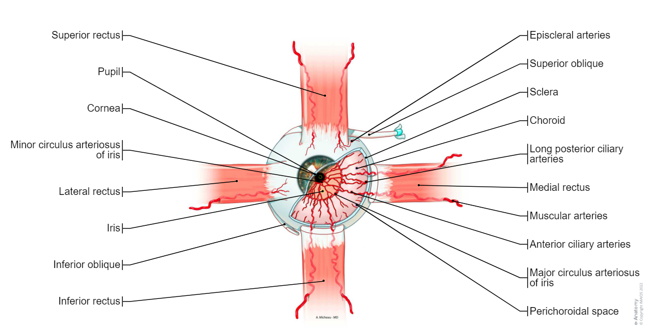 Eye-Arteries: Major circulus arteriosus of iris, Anterior ciliary arteries Anterior conjunctival arteries, Episcleral arteries