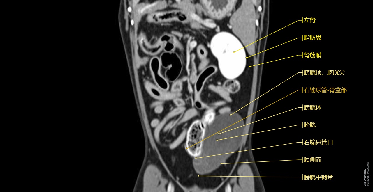 Dog - Urinary organs: Kidney, Ureter, Urinary bladder, Male urethra