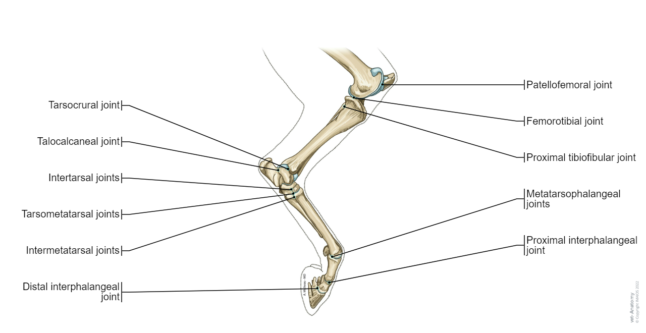 Horse - Skeleton of the leg - Skeleton of the pes: Tarsal bones,  Talus, Calcaneus, Metatarsal I, Proximal sesamoid bone