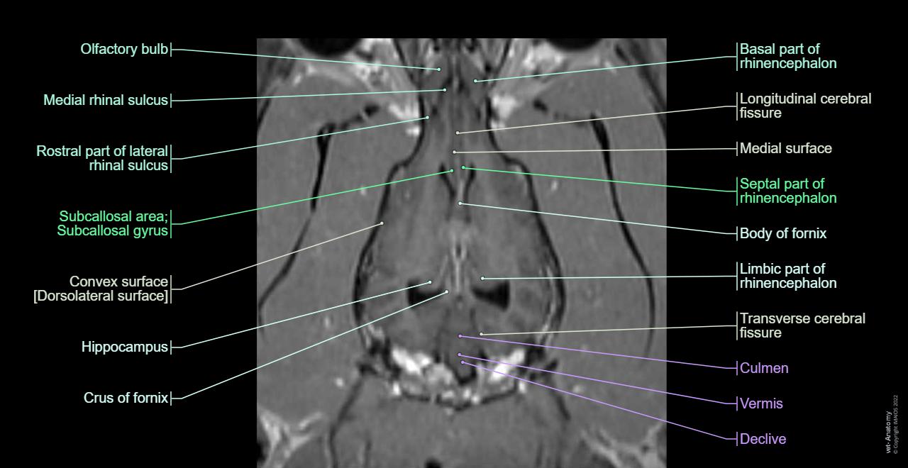 Rhinencephalon - Animal (Dog): Olfactory bulb, Olfactory peduncle, Lateral olfactory tract, Hippocampus