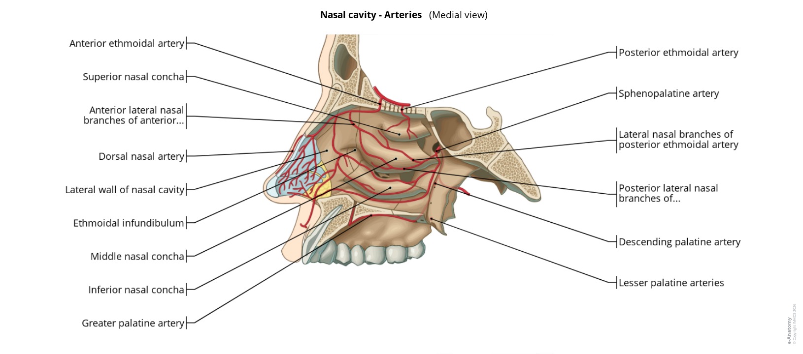 Anatomy atlas of the arteries of the nasal cavity