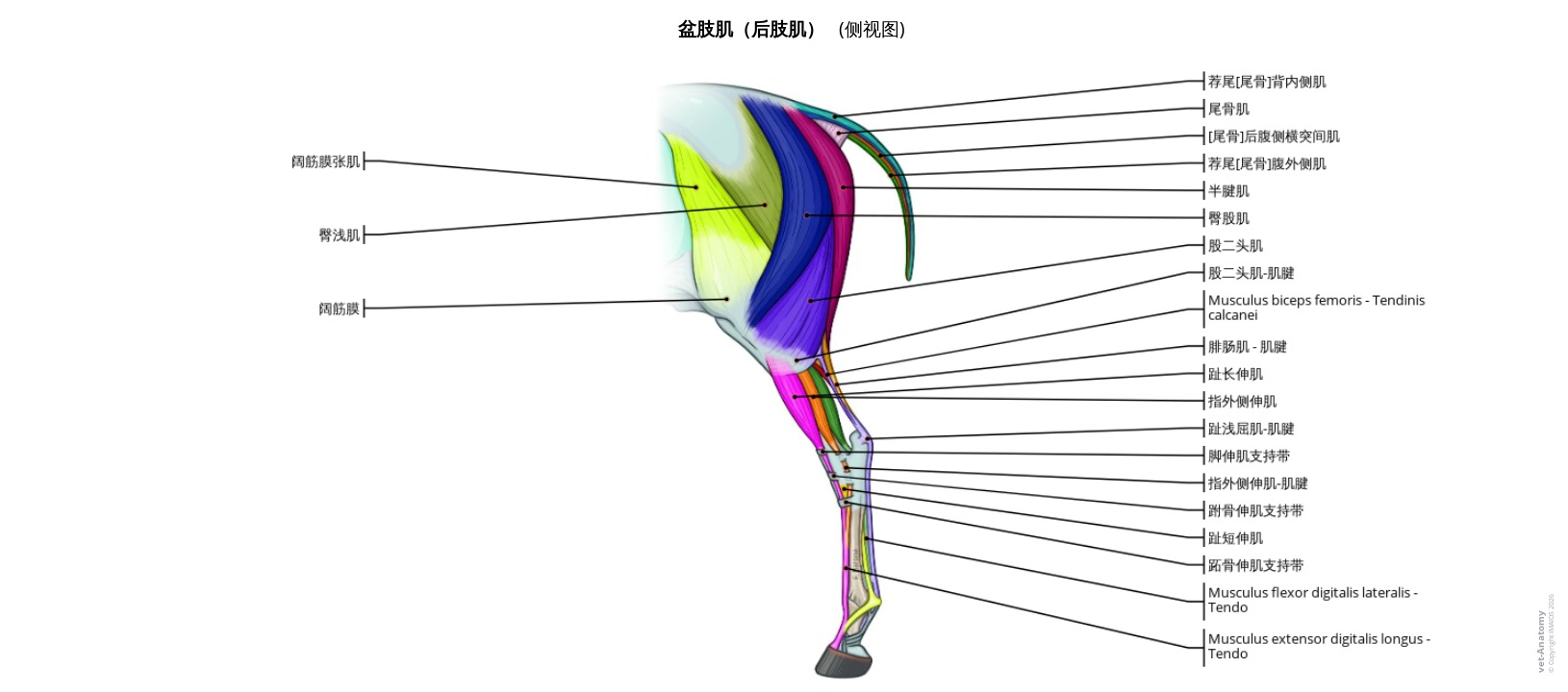 马后肢肌肉解剖标注图解