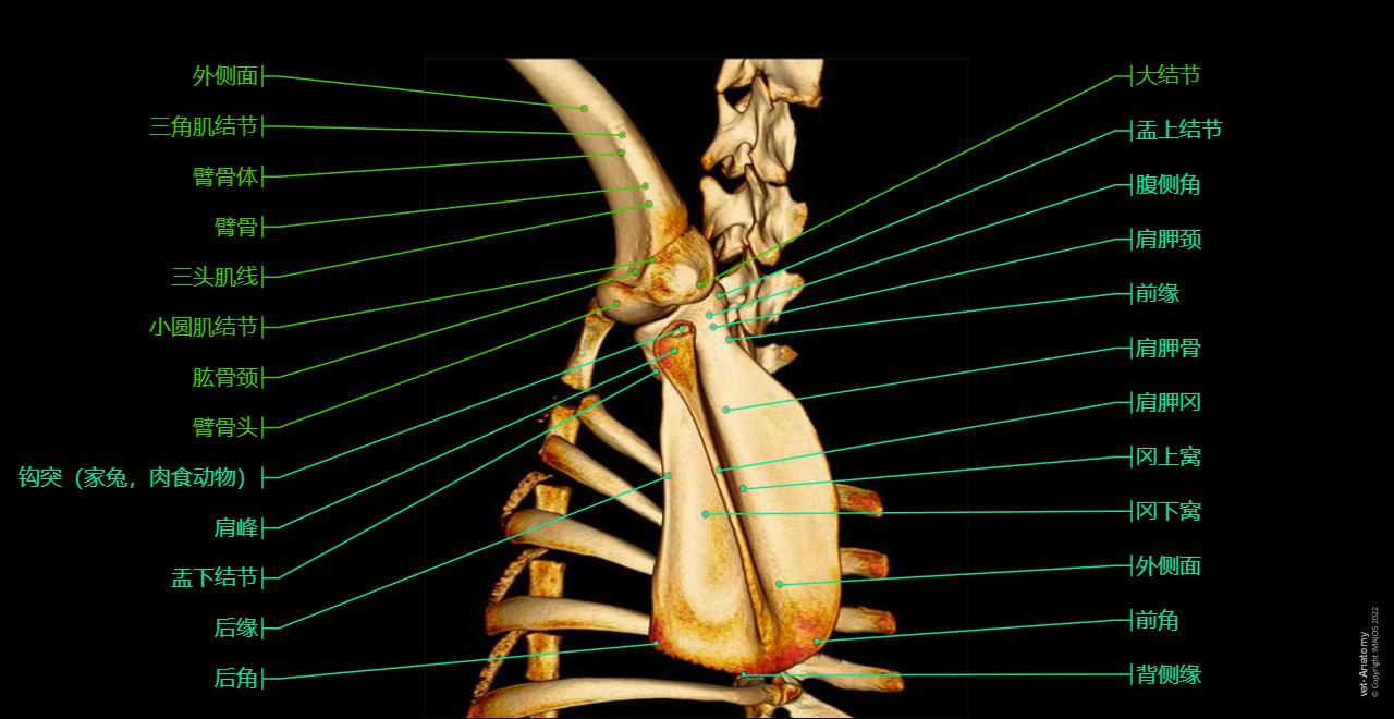 Veterinary anatomy - Osteology - 3D: Dog - Shoulder