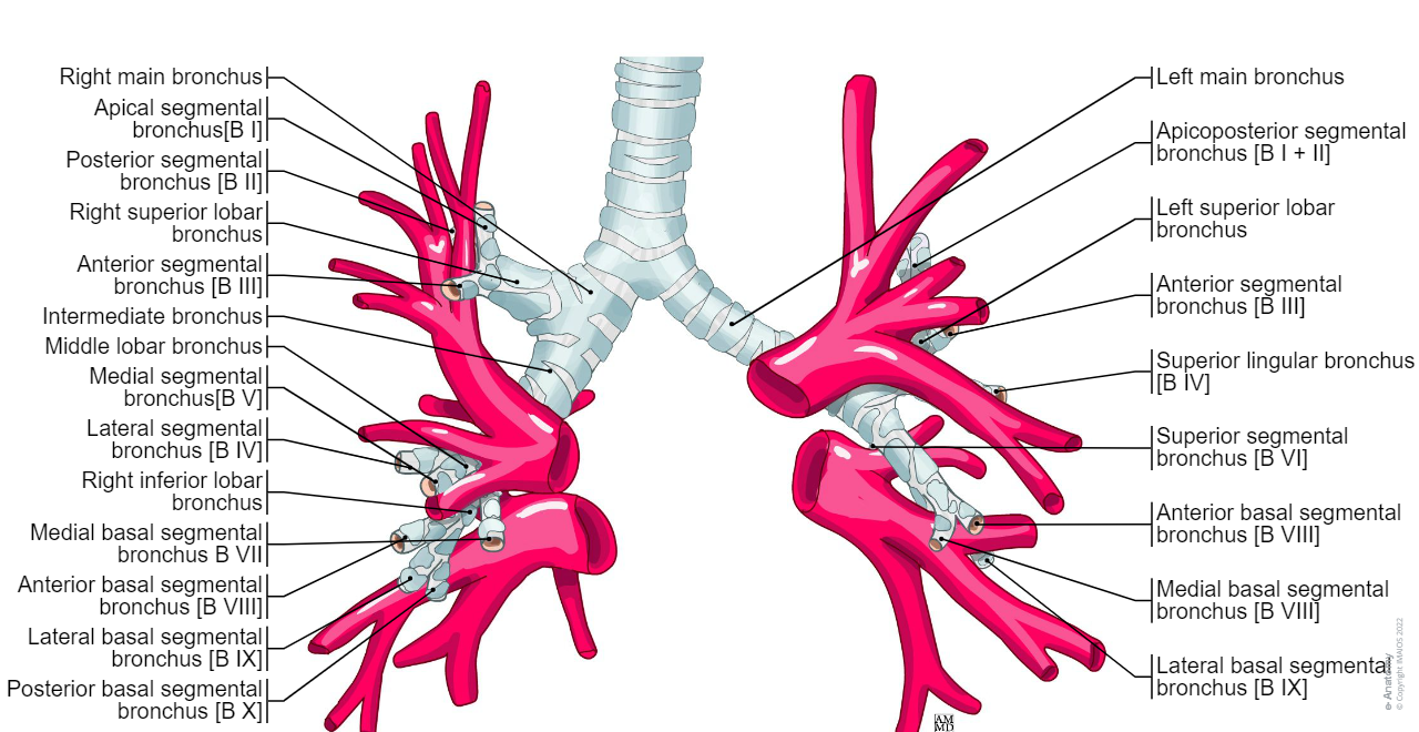 Pulmonary veins : Right superior pulmonary vein, Right inferior pulmonary vein, Left superior pulmonary vein, Left inferior pulmonary vein.