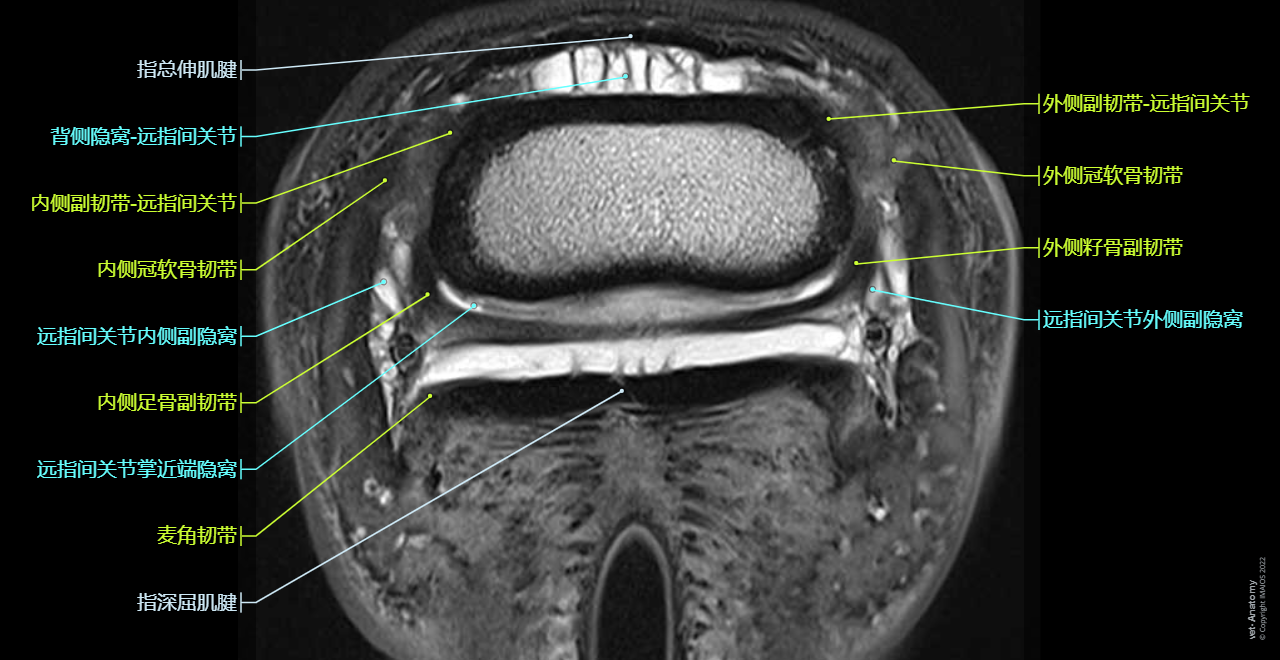 Digit - Horse: MRI - T2-STIR (Transversal)