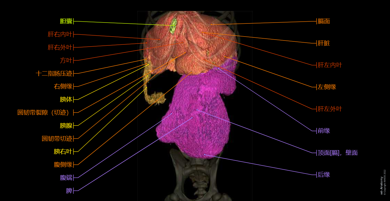 3D - Anatomy atlas - Dog: Liver, Gallbladder, Liver, Pancreas, Spleen