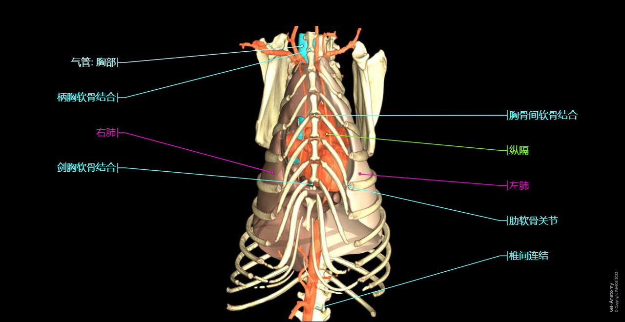 Thorax - Anatomy atlas - 3D: Thoracic cavity, Manubrium of sternum, Sternebrae, Ribs, Mediastinum