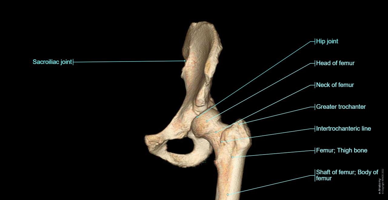 Hip bone , Head of femur: 3D pictures