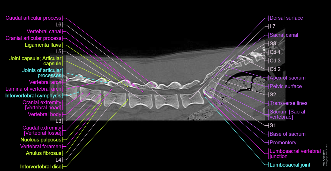 Dog - Vertebral column (CT): Lumbosacral vertebral junction, Sacrum [Sacral vertebrae], Sacral canal