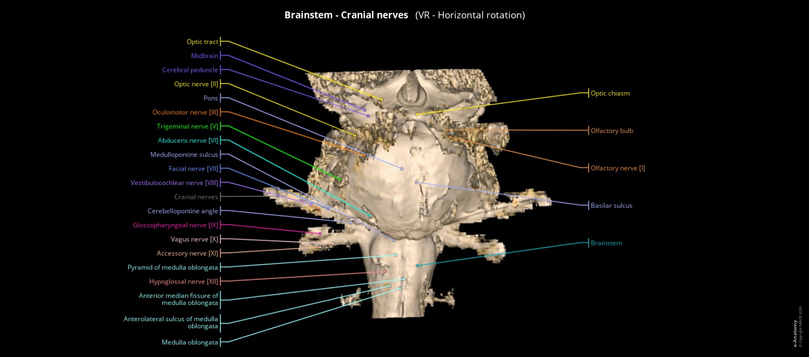 Labeled anatomical atlas: brainstem and cranial nerves in 3D